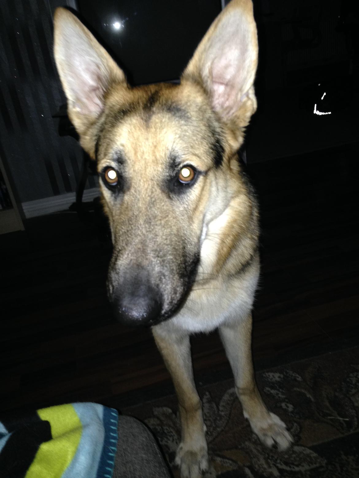 Schæferhund Rex billede 18