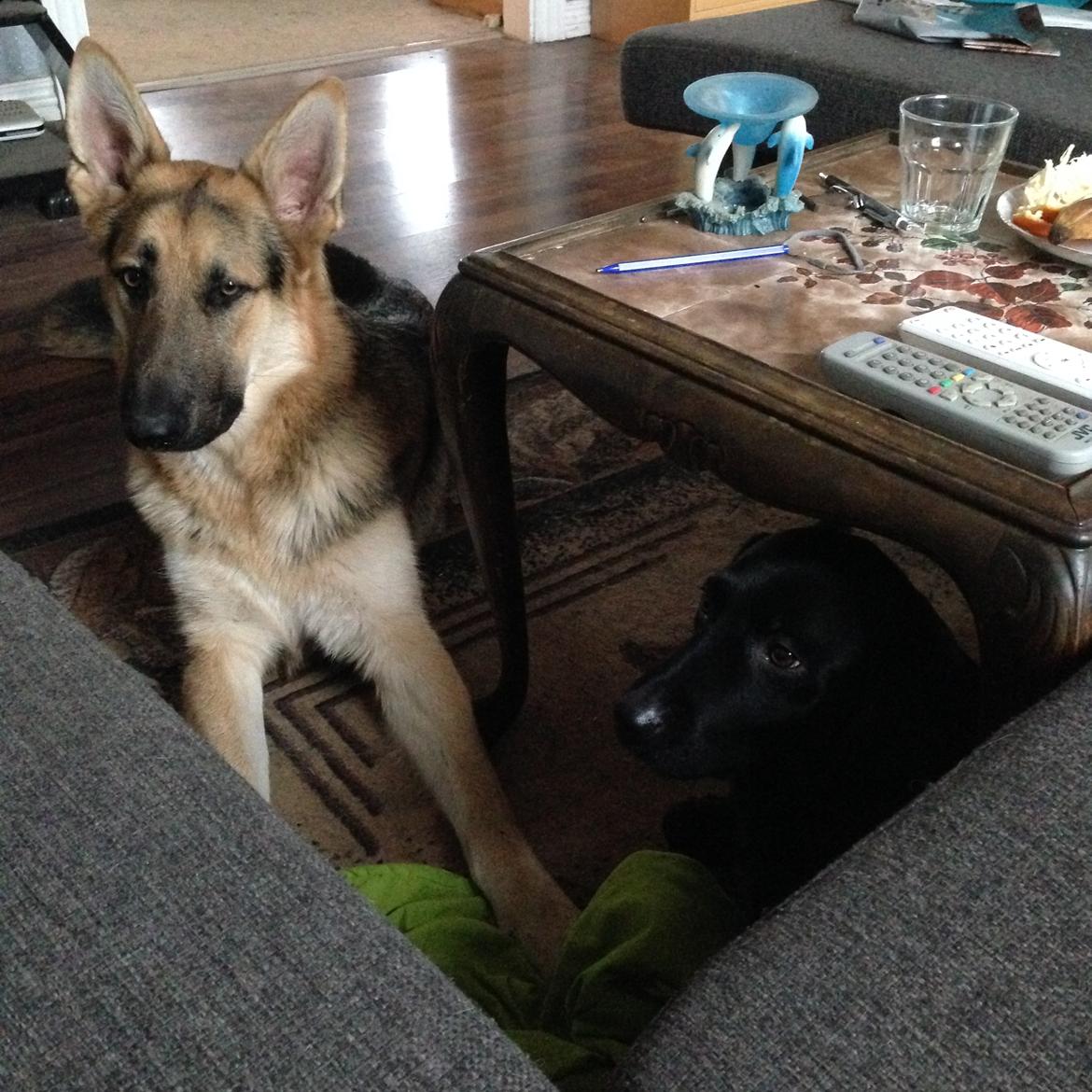 Schæferhund Rex billede 16