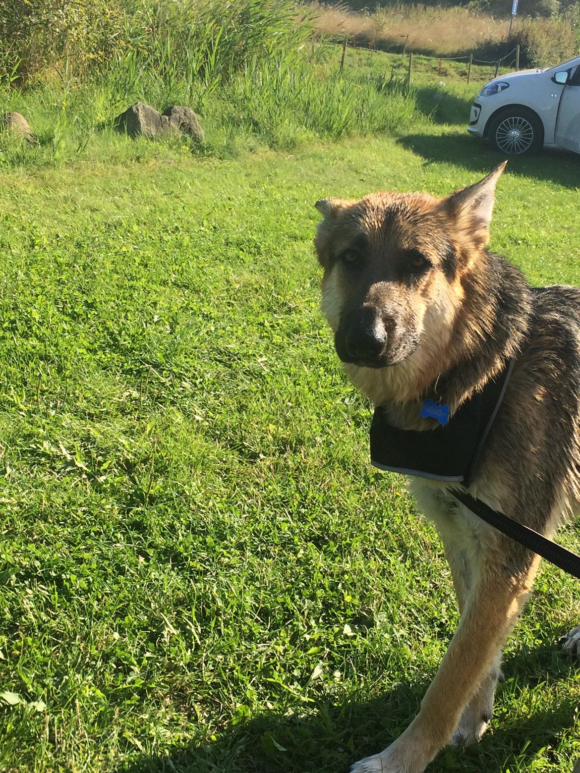 Schæferhund Rex billede 19