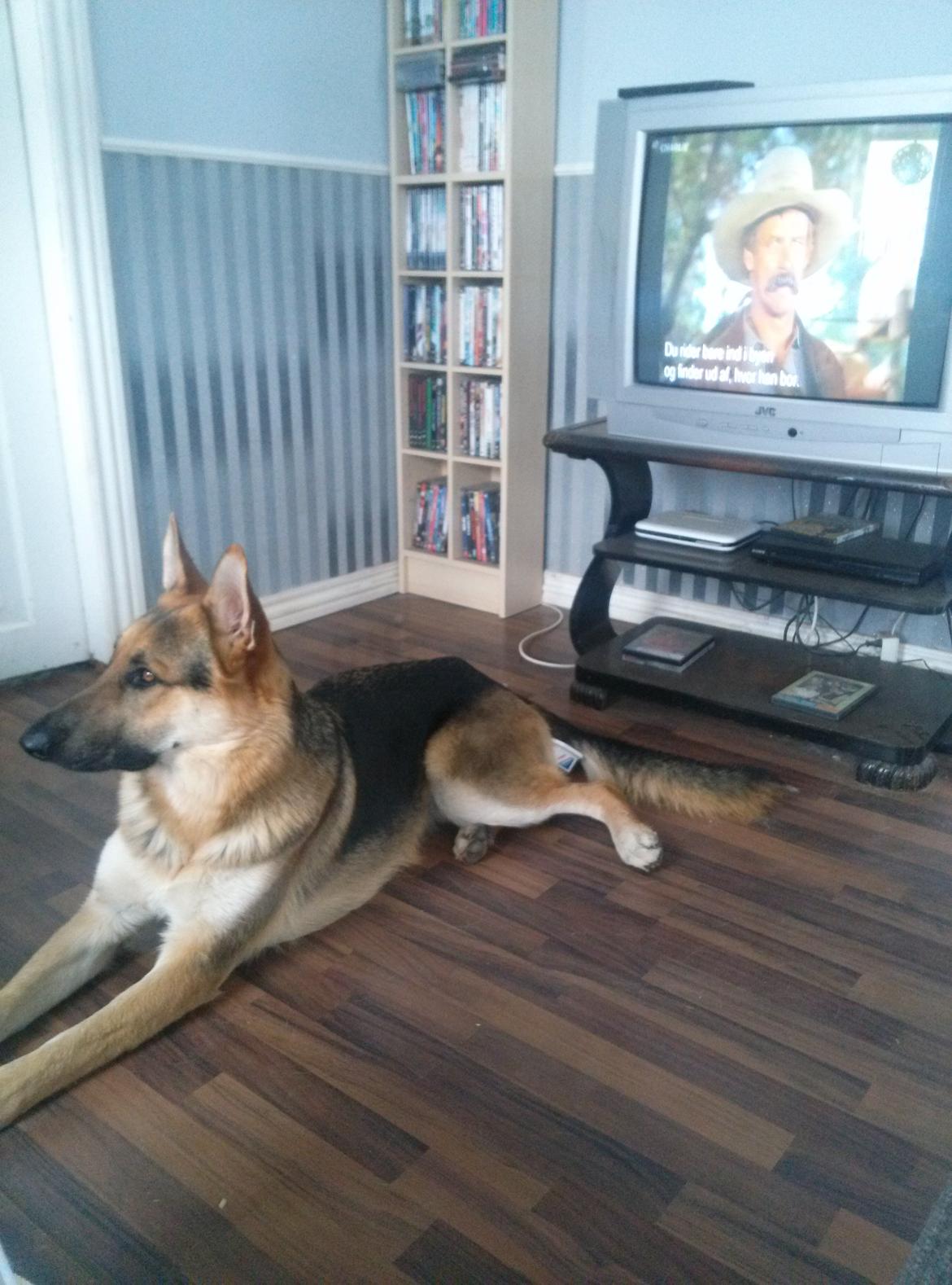 Schæferhund Rex billede 20