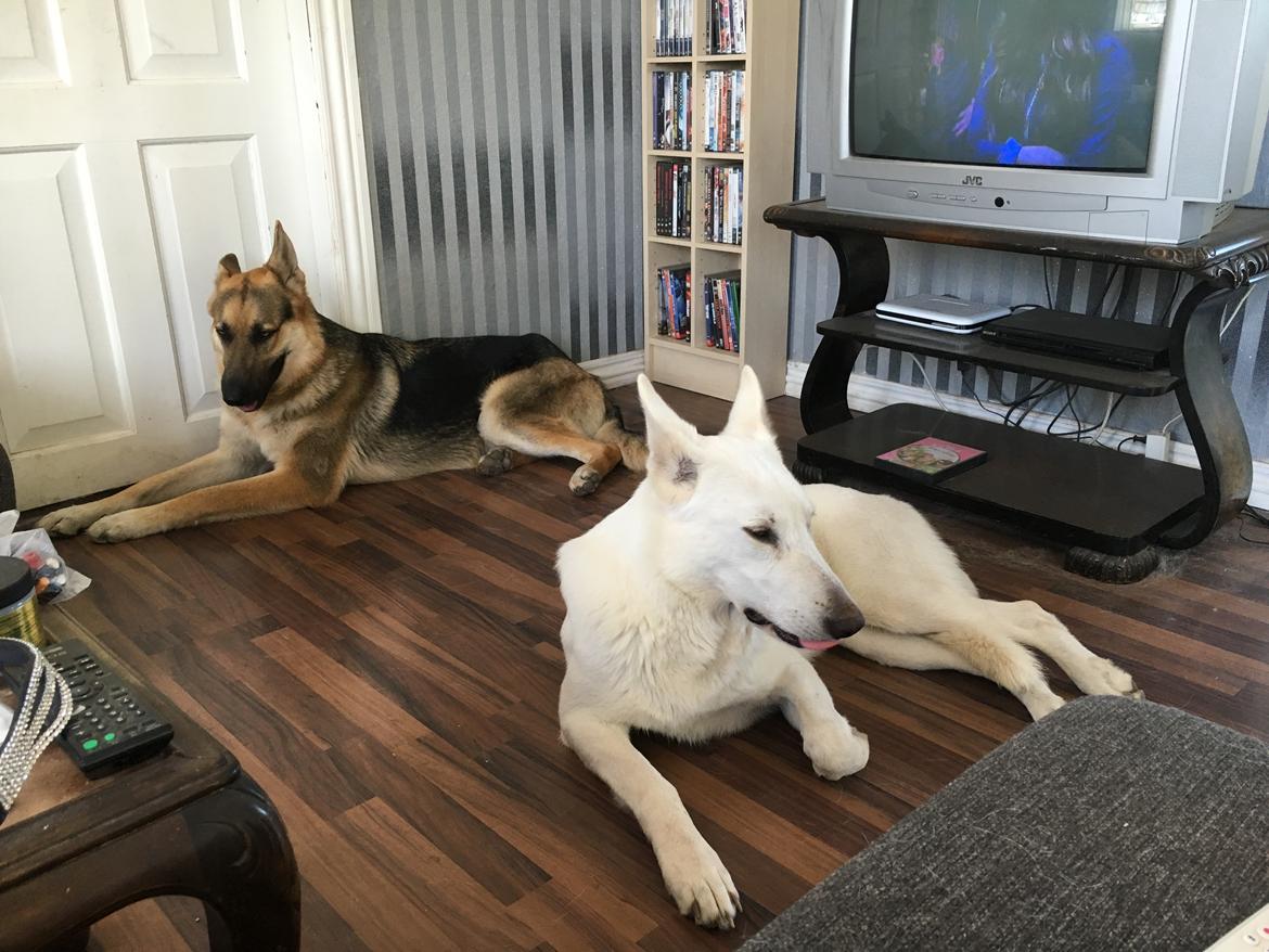 Schæferhund Rex billede 21