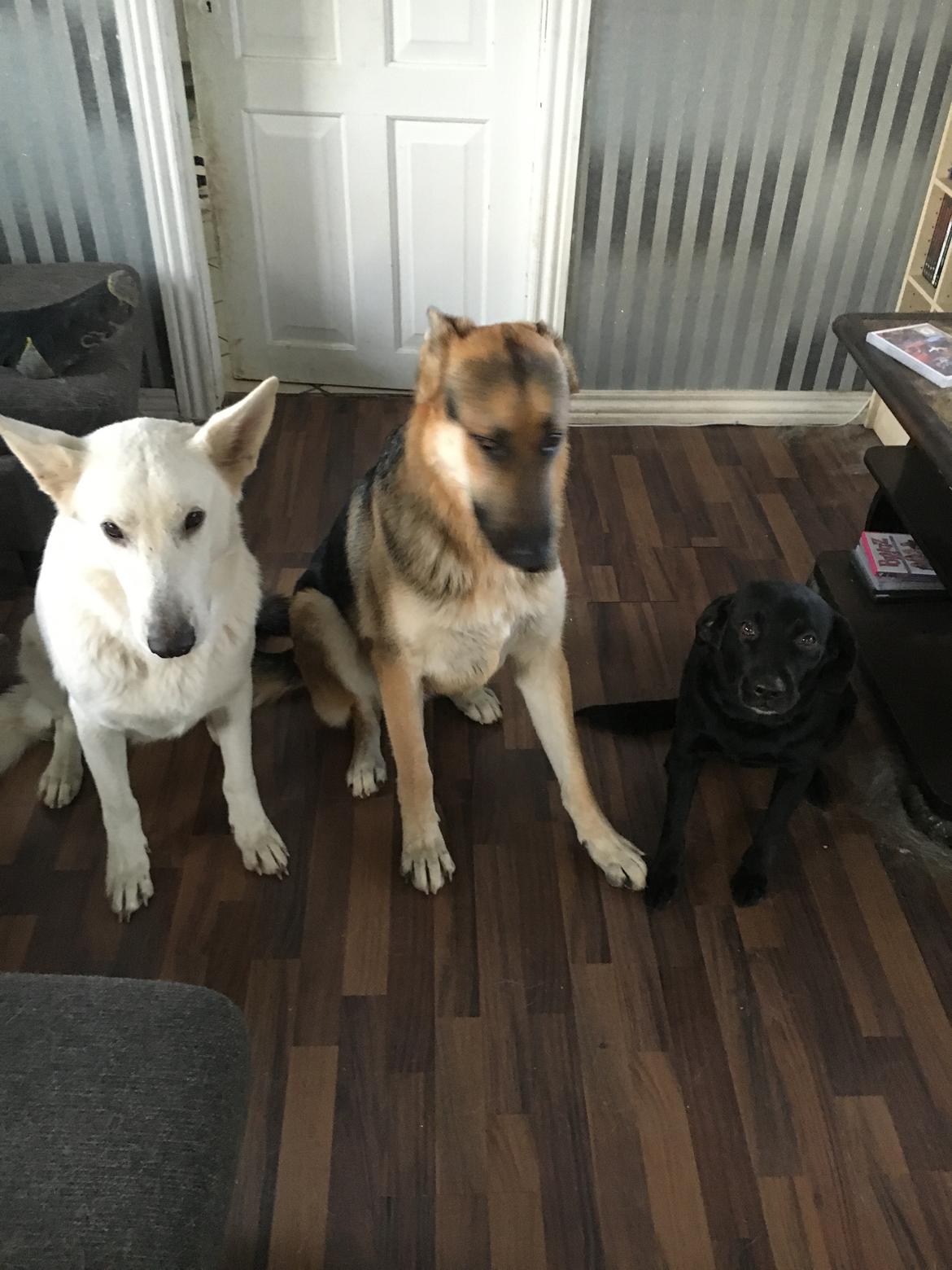 Schæferhund Rex billede 22