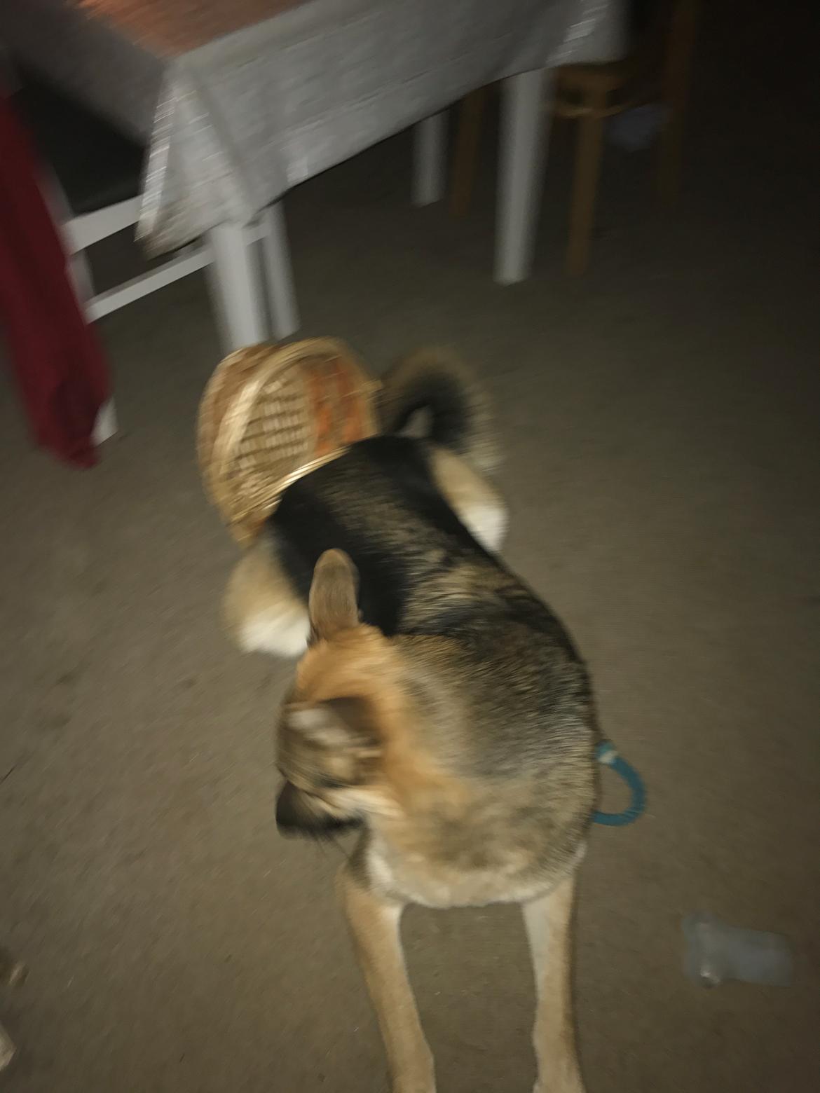 Schæferhund Rex billede 23