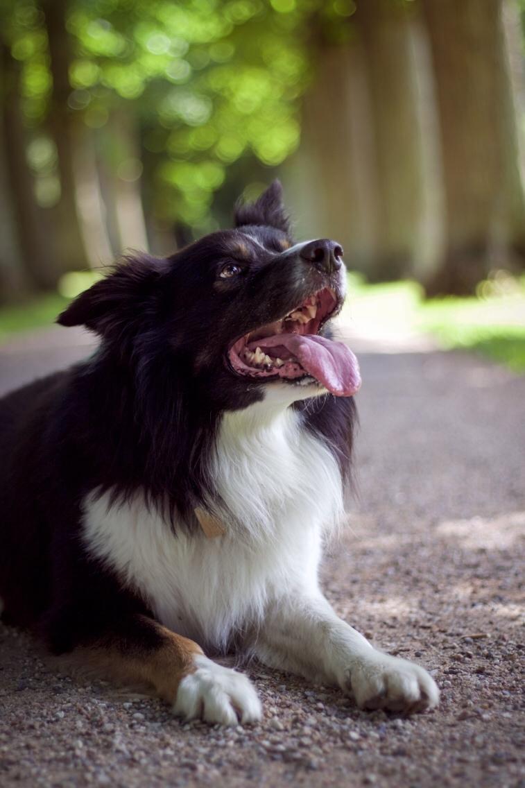 Border collie Satu (Hummelhund) billede 42