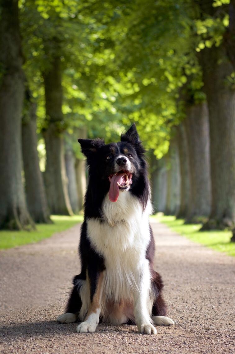 Border collie Satu (Hummelhund) billede 41