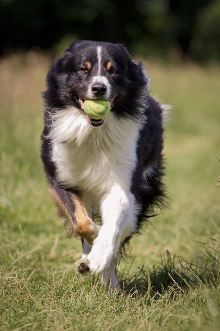Border collie Satu (Hummelhund) billede 43