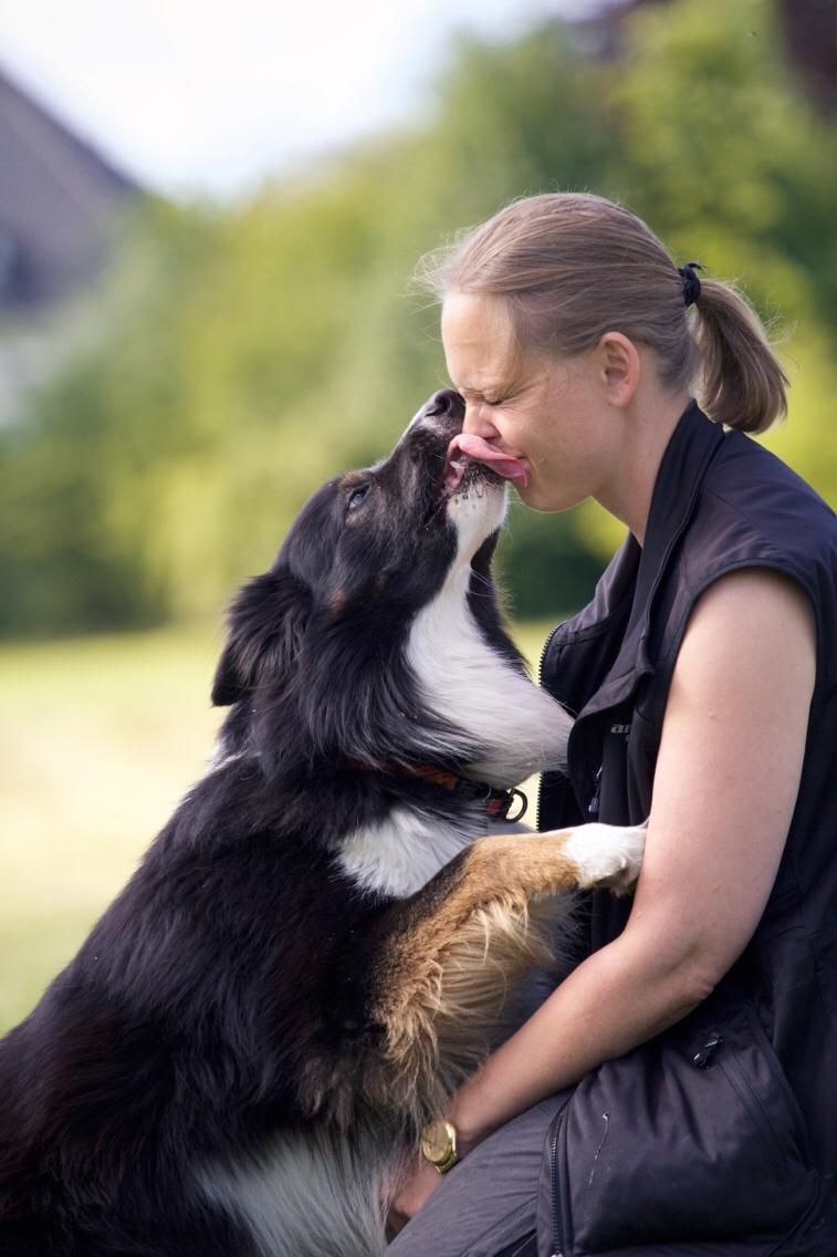 Border collie Satu (Hummelhund) billede 44