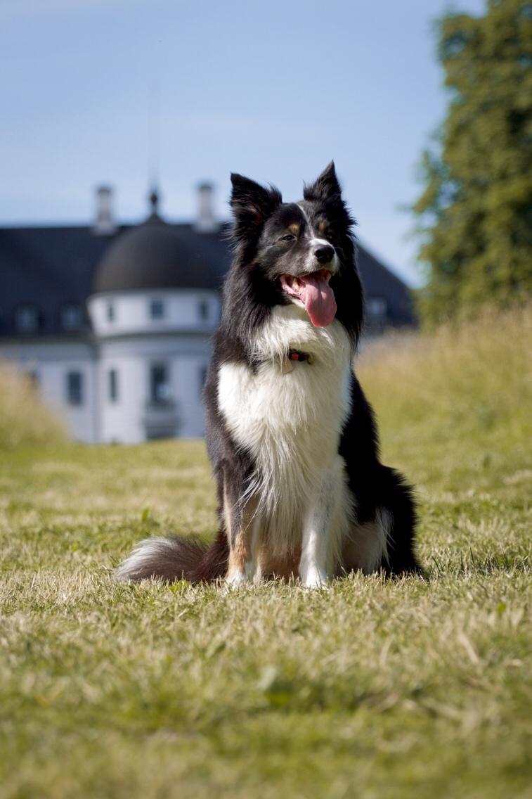Border collie Satu (Hummelhund) billede 46