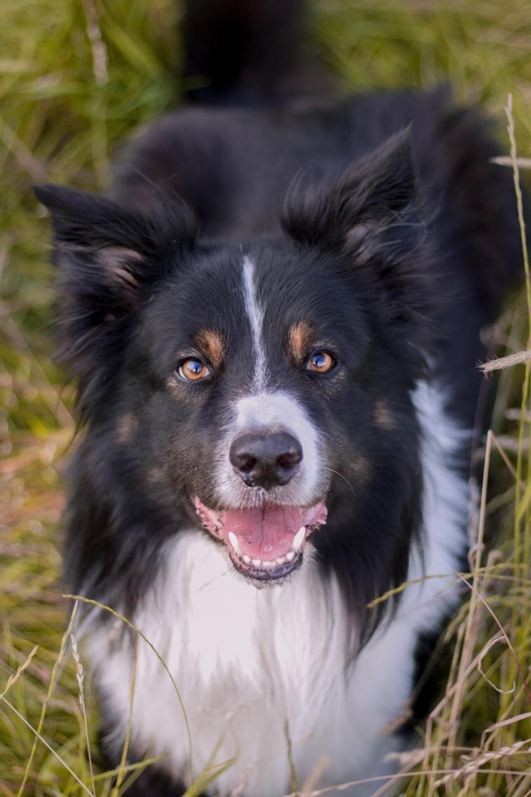 Border collie Satu (Hummelhund) billede 47