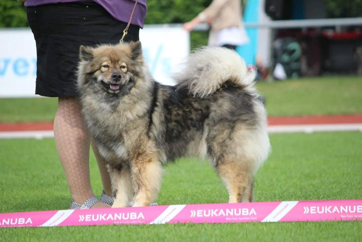 Eurasier Namie billede 1