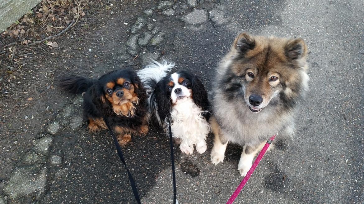 Eurasier Namie billede 2