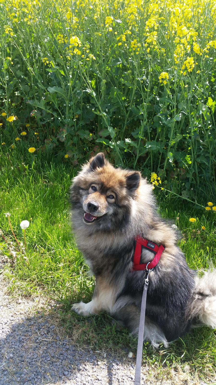 Eurasier Namie billede 3