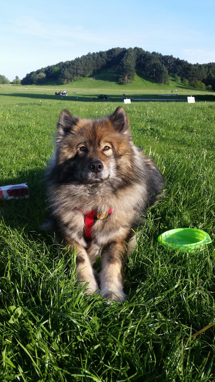 Eurasier Namie billede 4