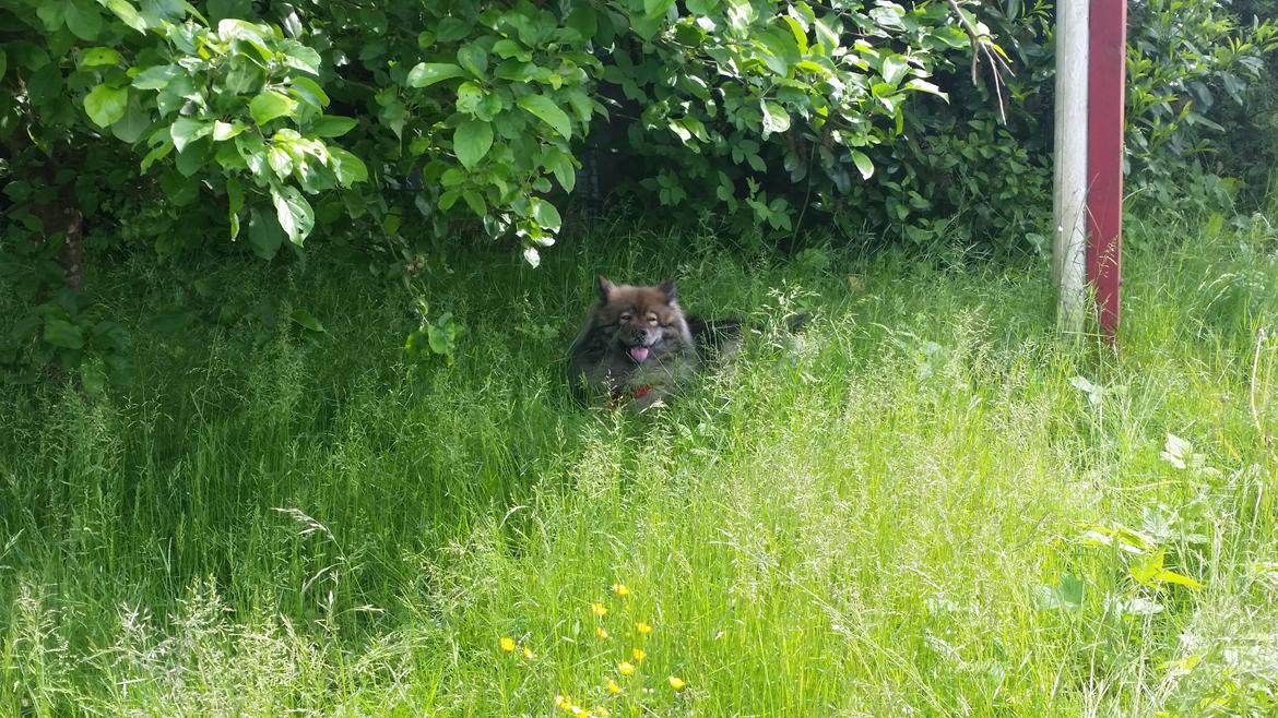 Eurasier Namie billede 5