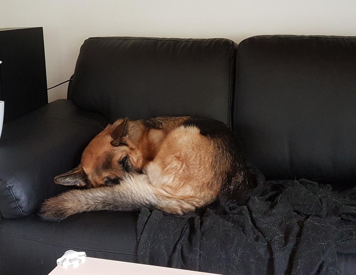 Schæferhund Mongrif Fanta  (Laica) billede 8