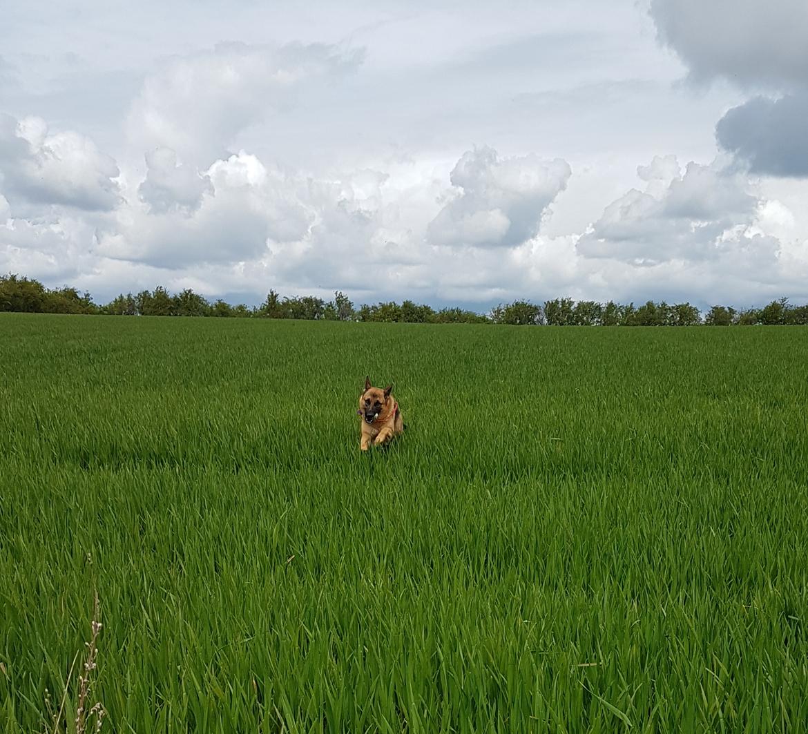 Schæferhund Mongrif Fanta  (Laica) billede 11