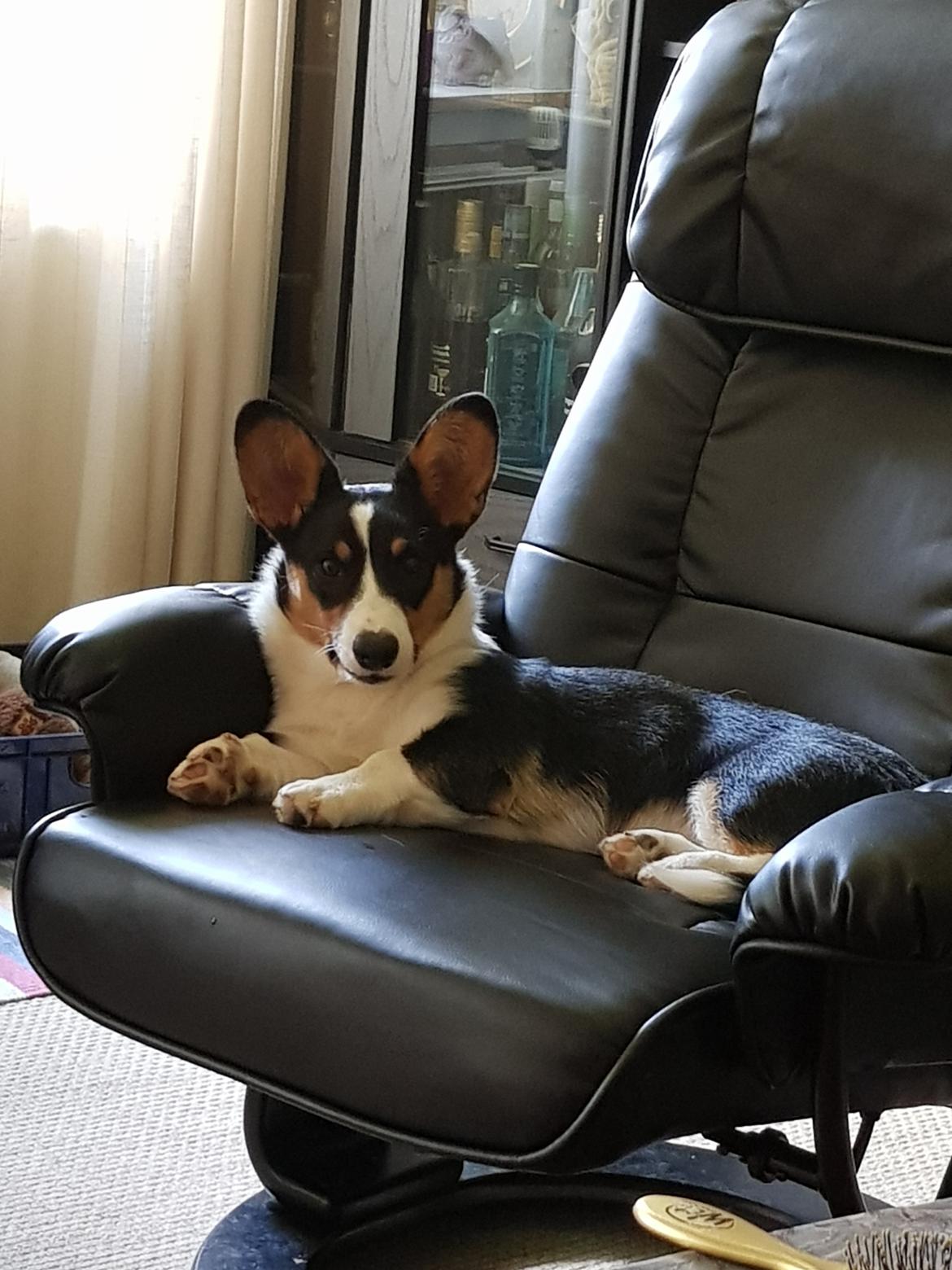 Welsh corgi cardigan Rubi (Rasseman's Rubi Rose) billede 19