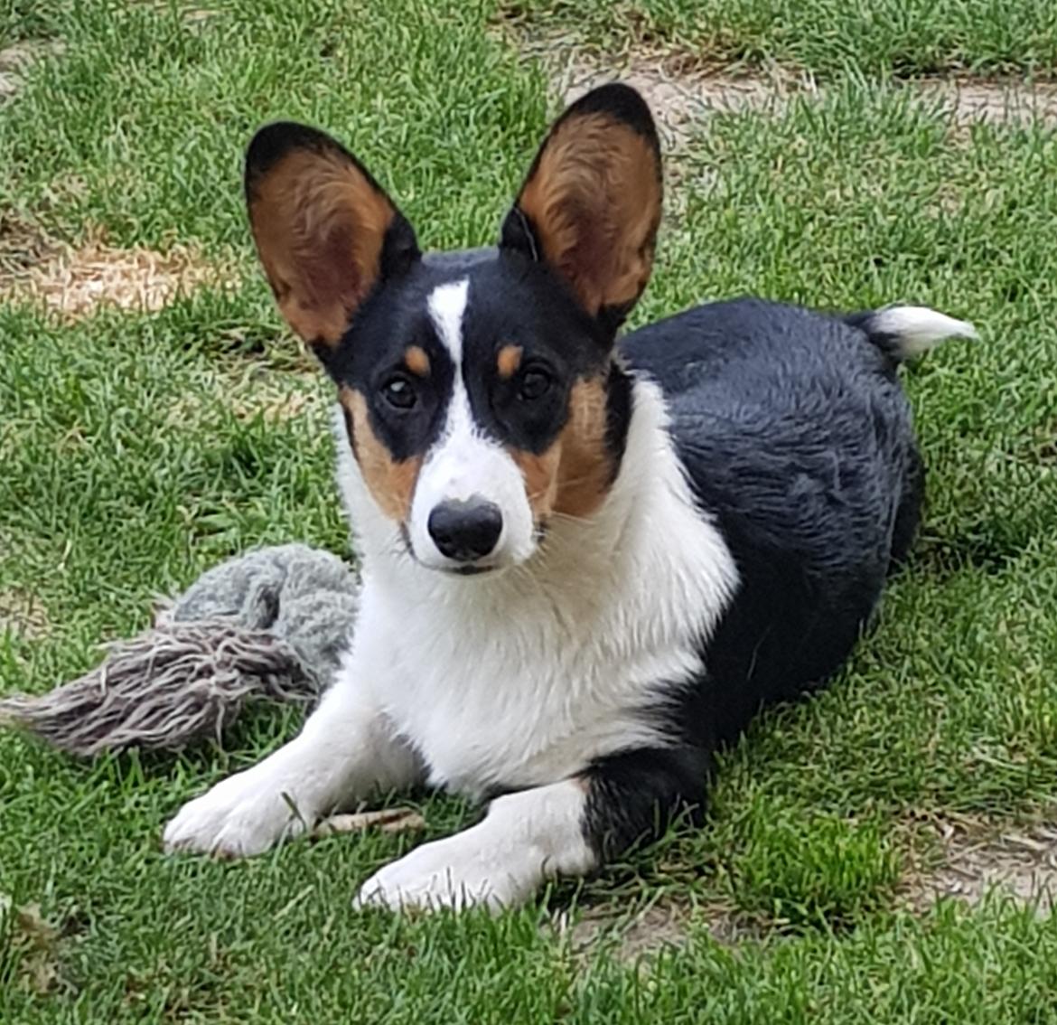 Welsh corgi cardigan Rubi (Rasseman's Rubi Rose) billede 20