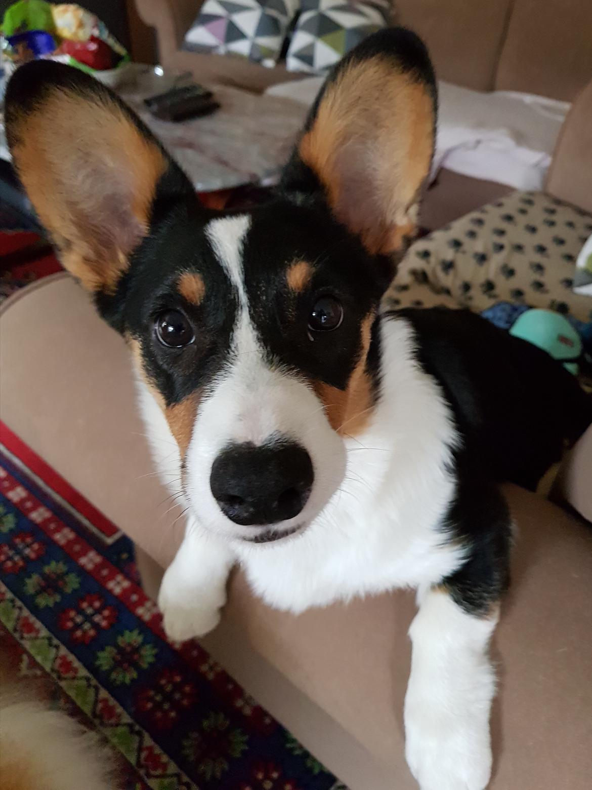 Welsh corgi cardigan Rubi (Rasseman's Rubi Rose) billede 21