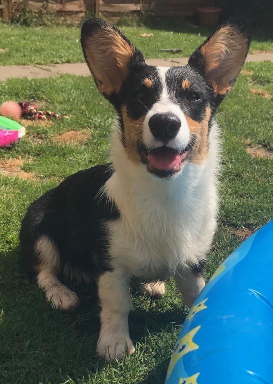 Welsh corgi cardigan Rubi (Rasseman's Rubi Rose) billede 22