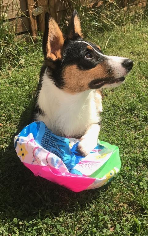 Welsh corgi cardigan Rubi (Rasseman's Rubi Rose) billede 23