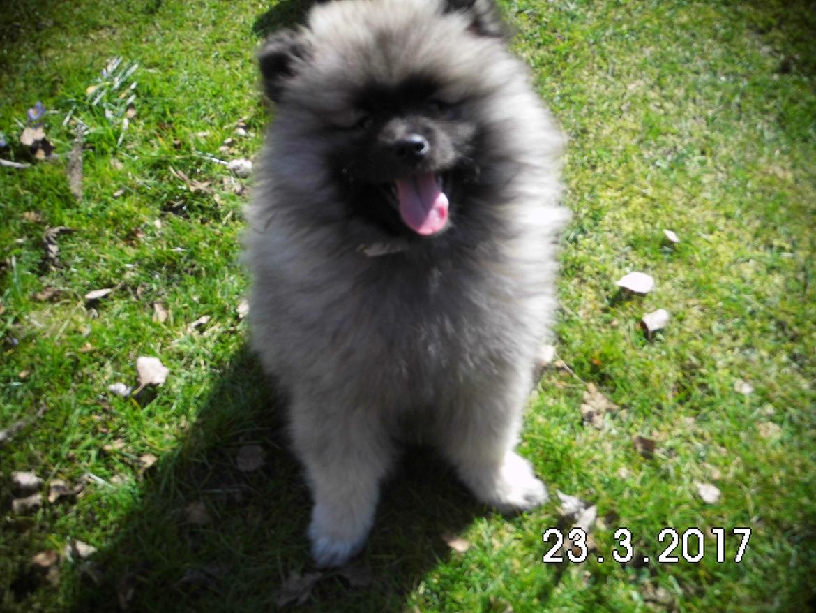 Keeshond Vilma billede 3