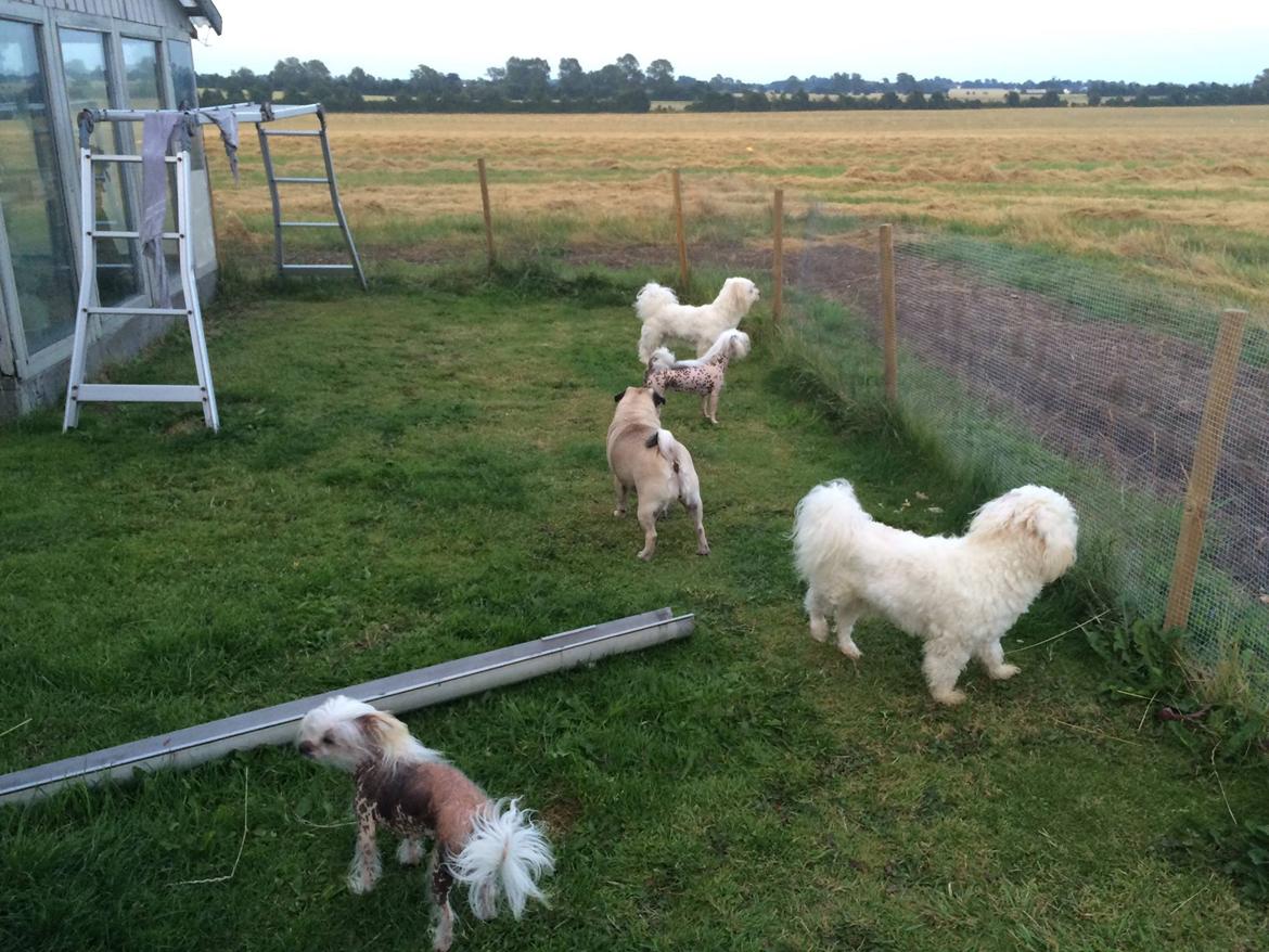 Mops Martha  billede 38