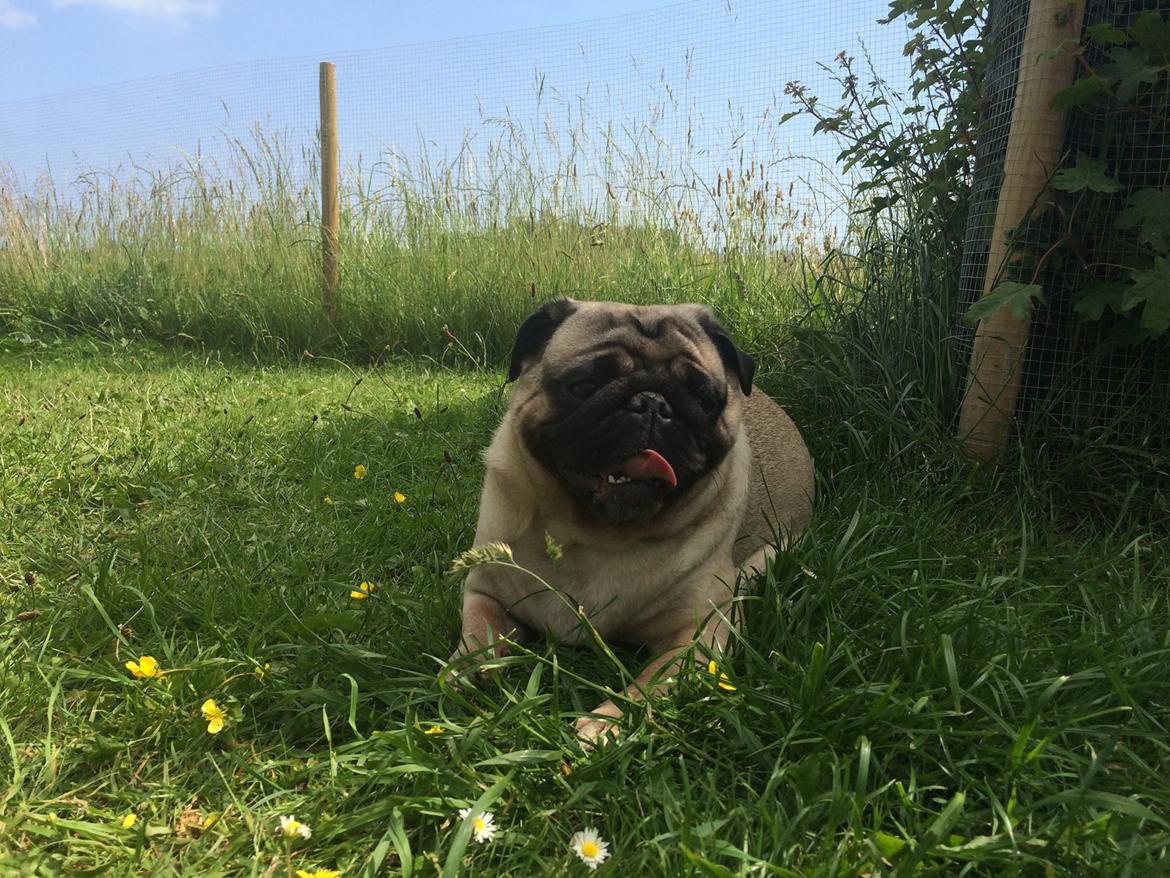 Mops Martha  billede 40