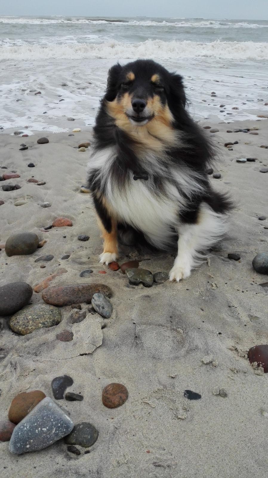 Shetland sheepdog Macons Annabell {himmelhund}  billede 26