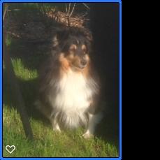 Shetland sheepdog Macons Stilo billede 6