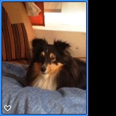 Shetland sheepdog Macons Stilo billede 1