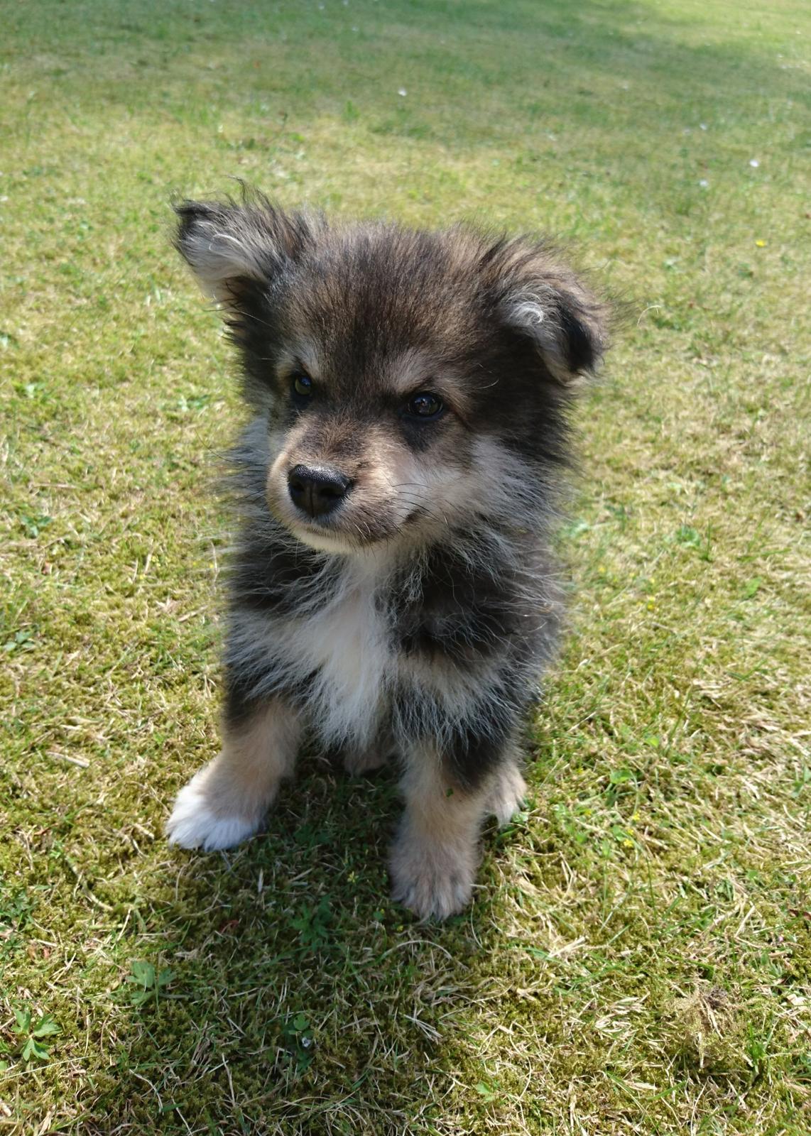 Finsk lapphund Eli - Eli 11 uger billede 40