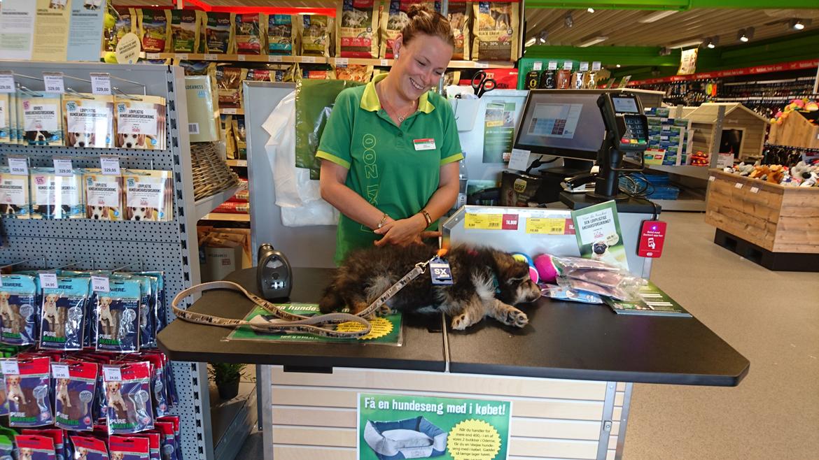 Finsk lapphund Eli - Selen måtte blive på og blive bippet ind på, da han var helt færdig efter alle de indtryk.  billede 39