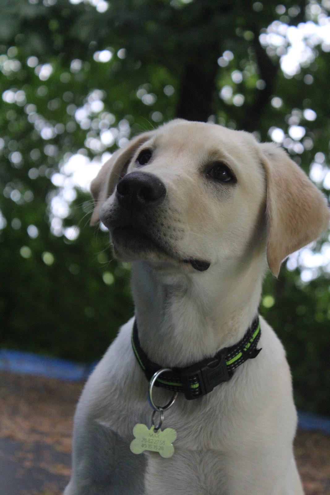 Labrador retriever Max billede 1