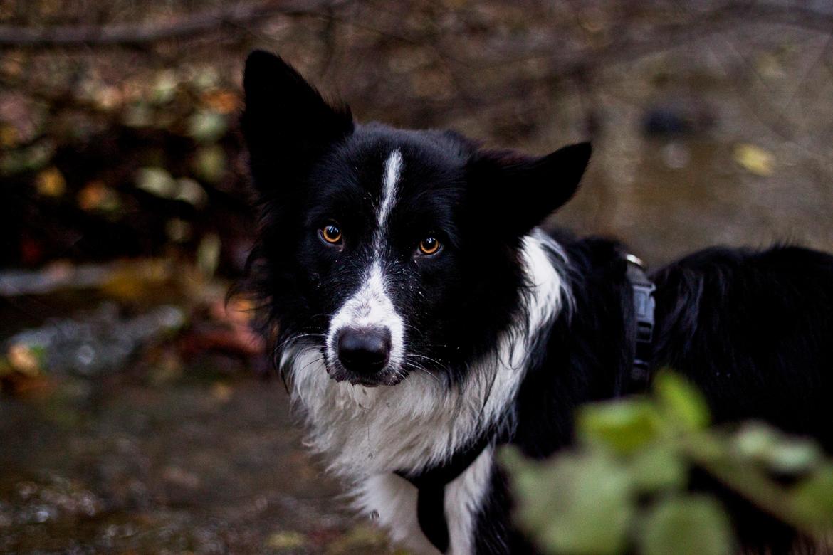 Border collie Vader billede 1