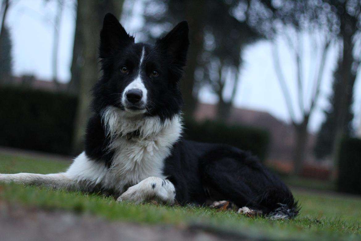 Border collie Vader billede 2