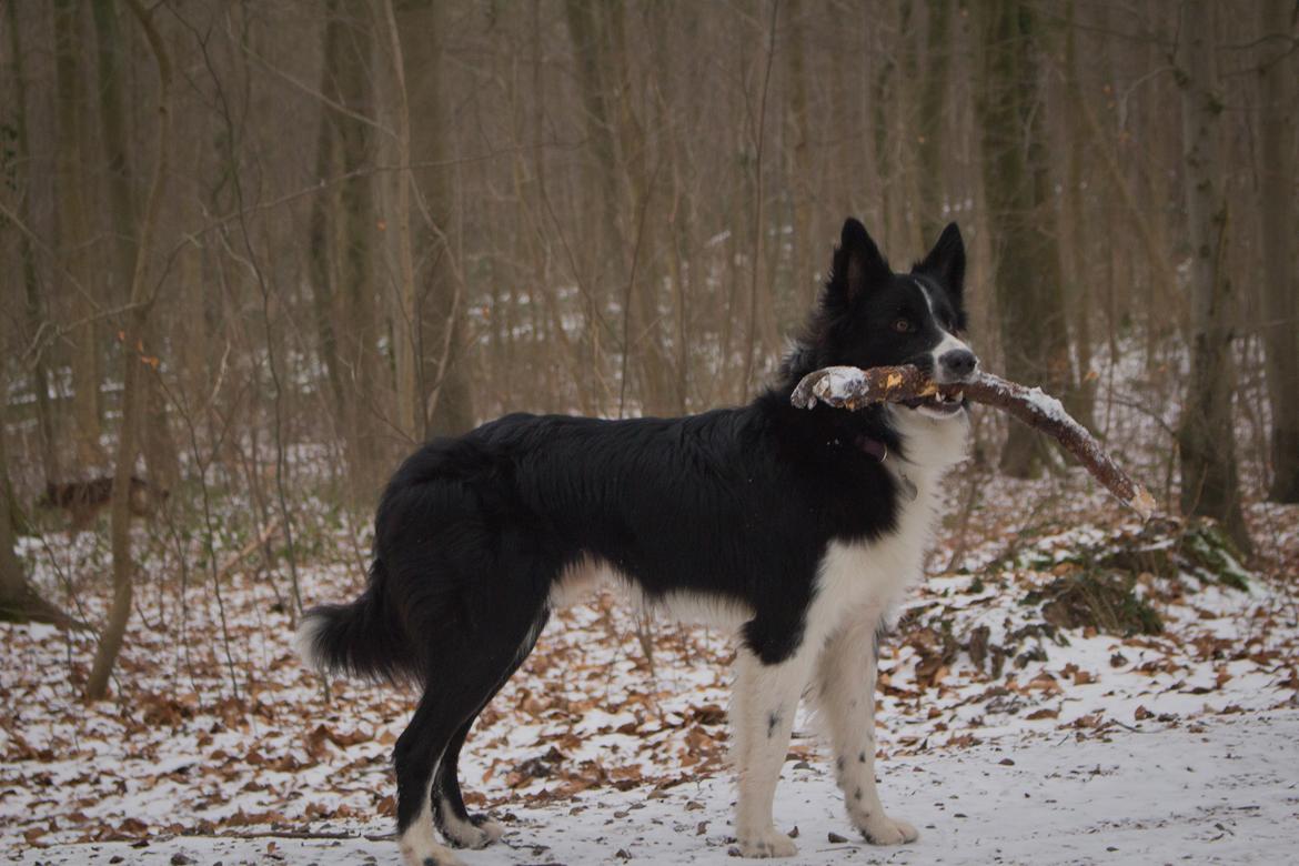 Border collie Vader billede 3