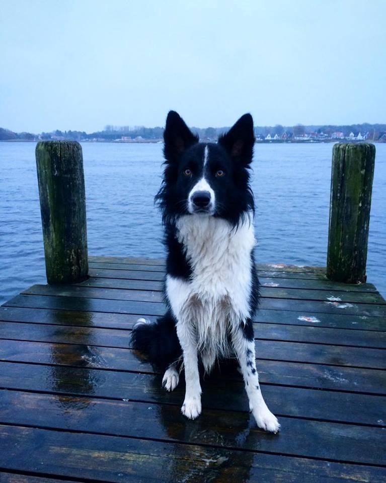 Border collie Vader billede 6