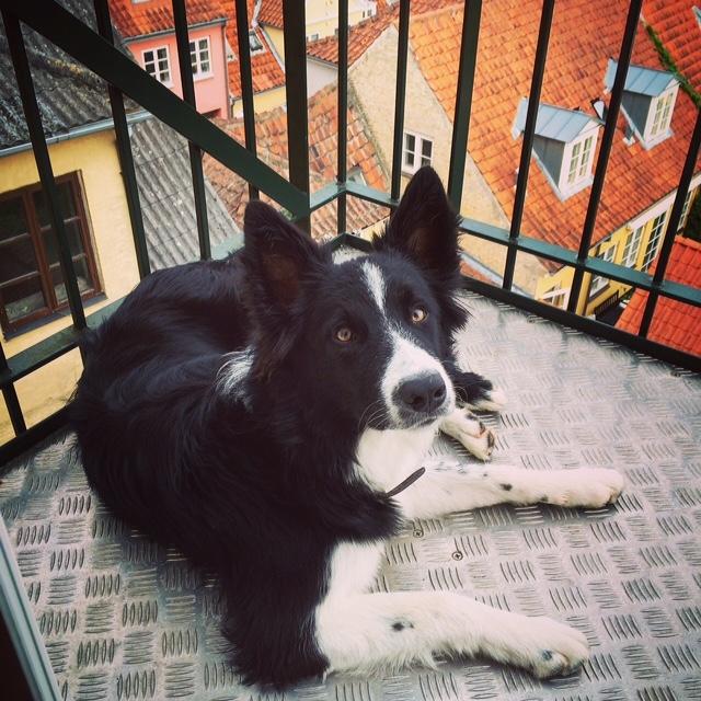 Border collie Vader billede 10