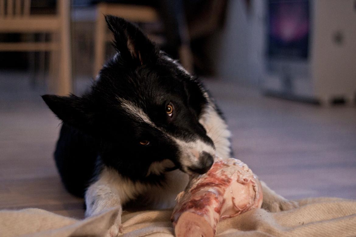 Border collie Vader billede 12