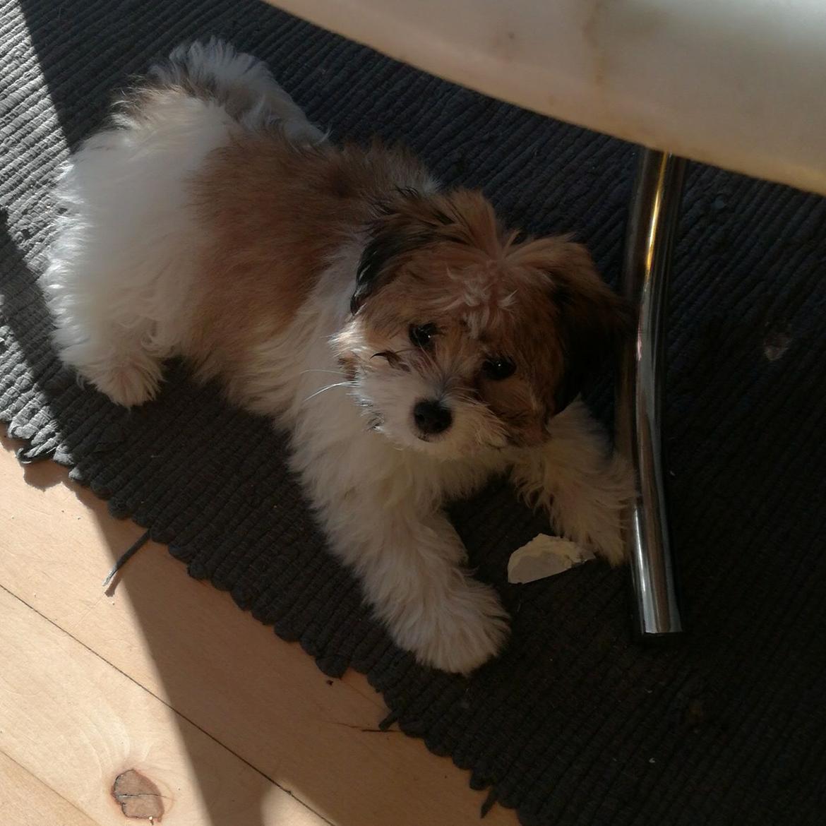 Blanding af racer Jessie billede 2