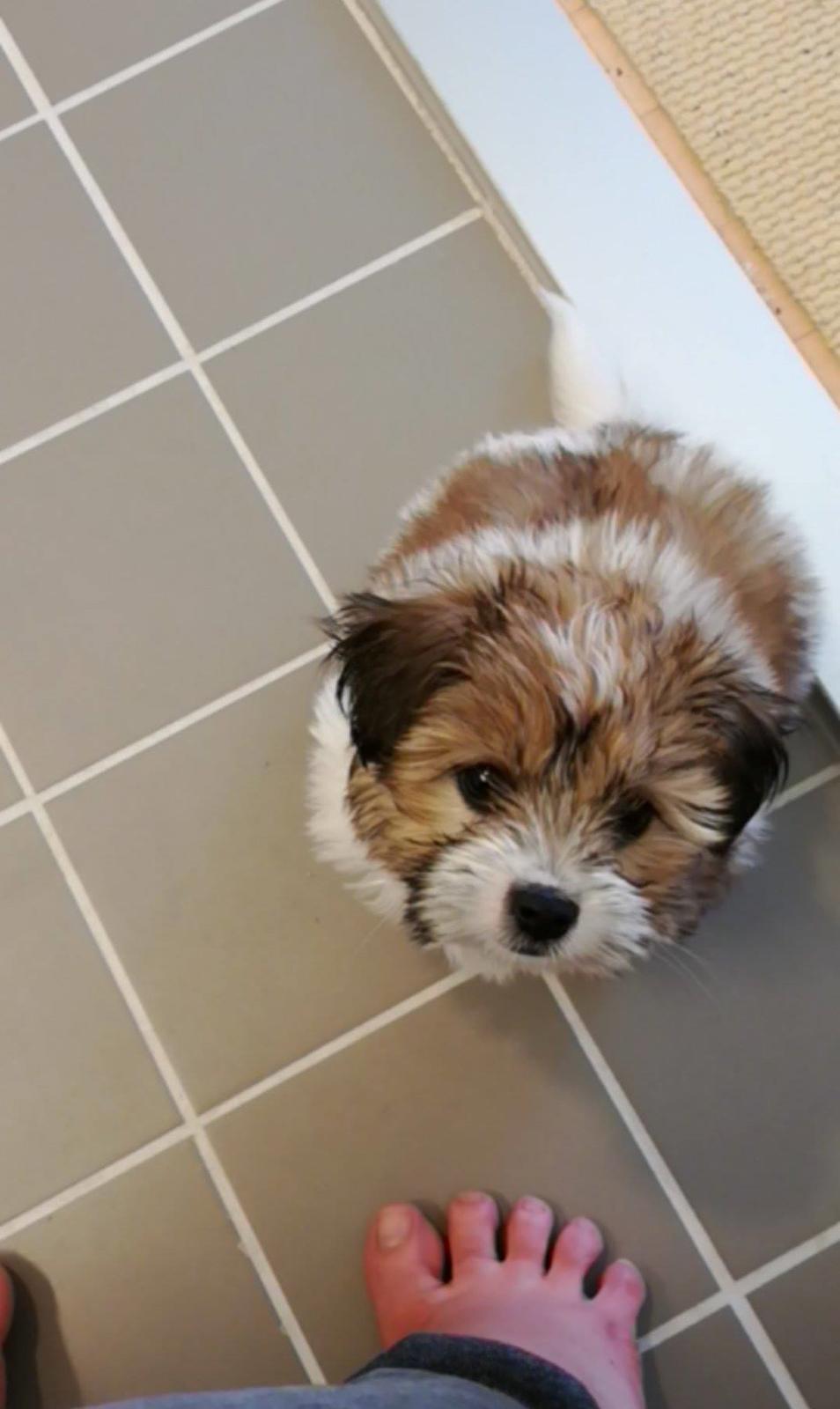 Blanding af racer Jessie billede 4