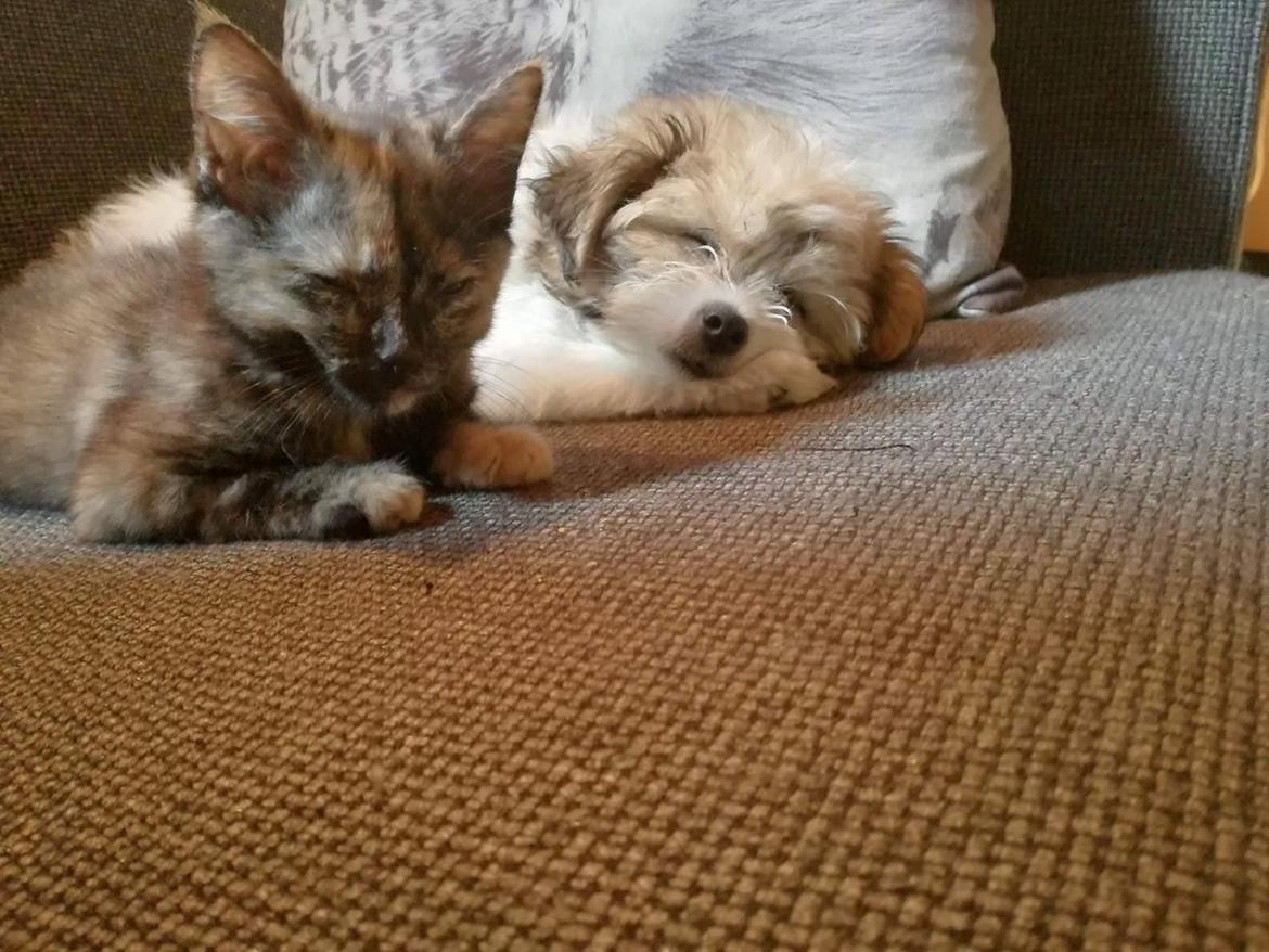 Blanding af racer Jessie billede 10