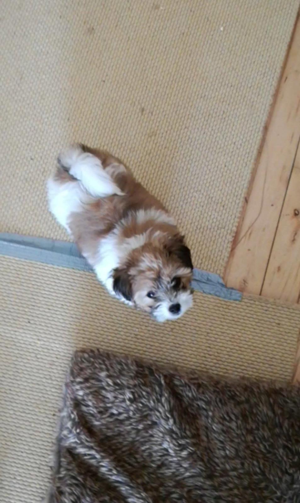 Blanding af racer Jessie billede 9