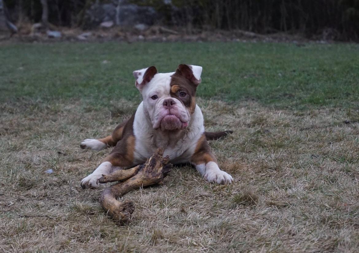 Olde english bulldogge MightyBulldogs Golden Faith billede 9