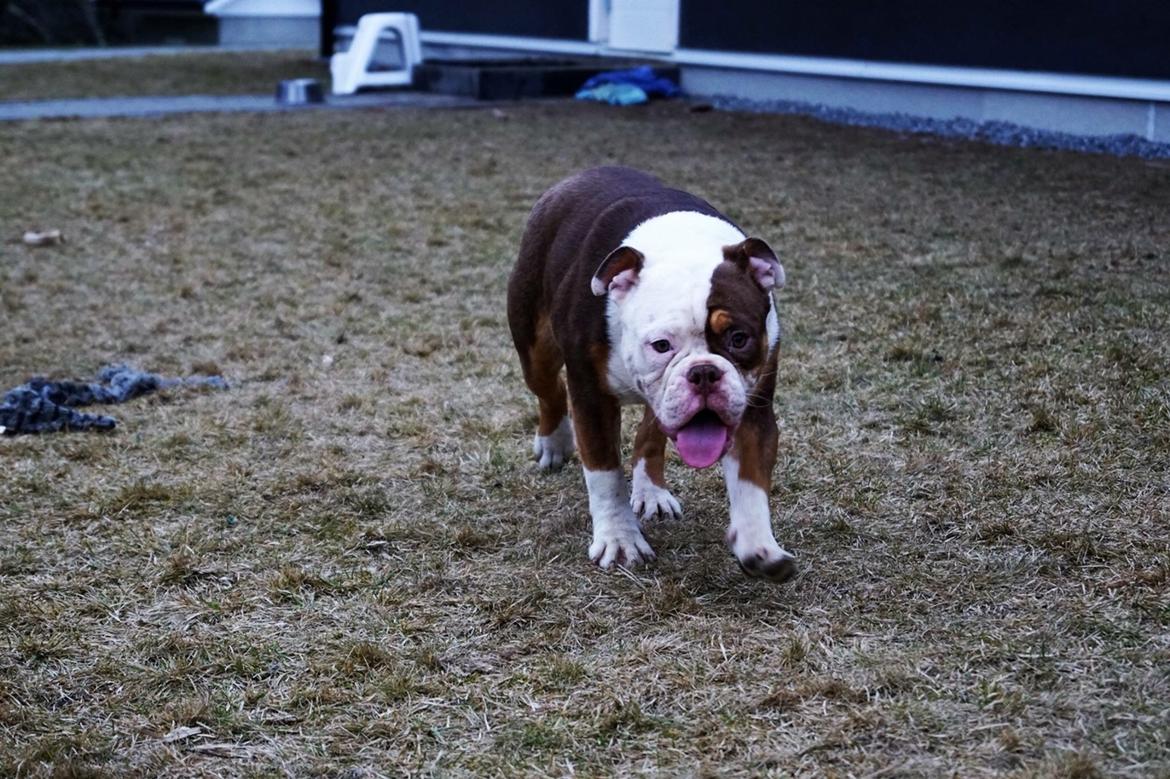Olde english bulldogge MightyBulldogs Golden Faith billede 11