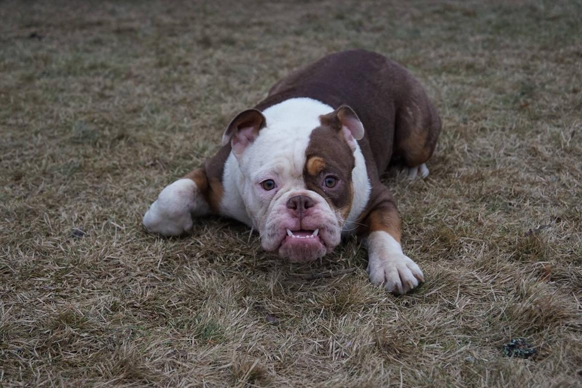 Olde english bulldogge MightyBulldogs Golden Faith billede 10