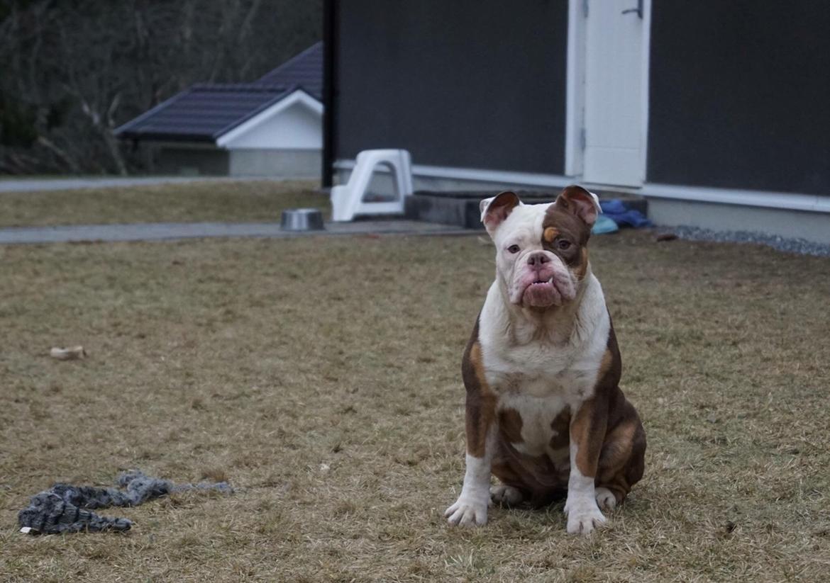 Olde english bulldogge MightyBulldogs Golden Faith billede 12