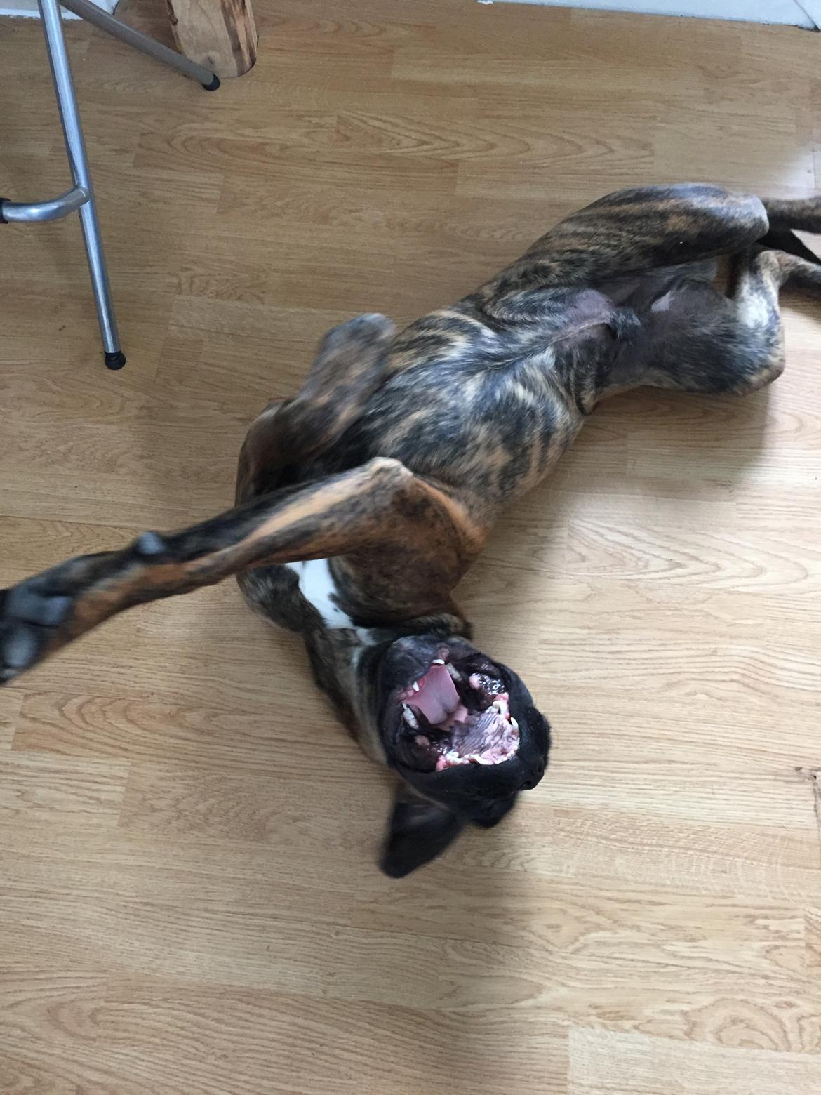 Boxer Kronjyden's Enzo billede 12