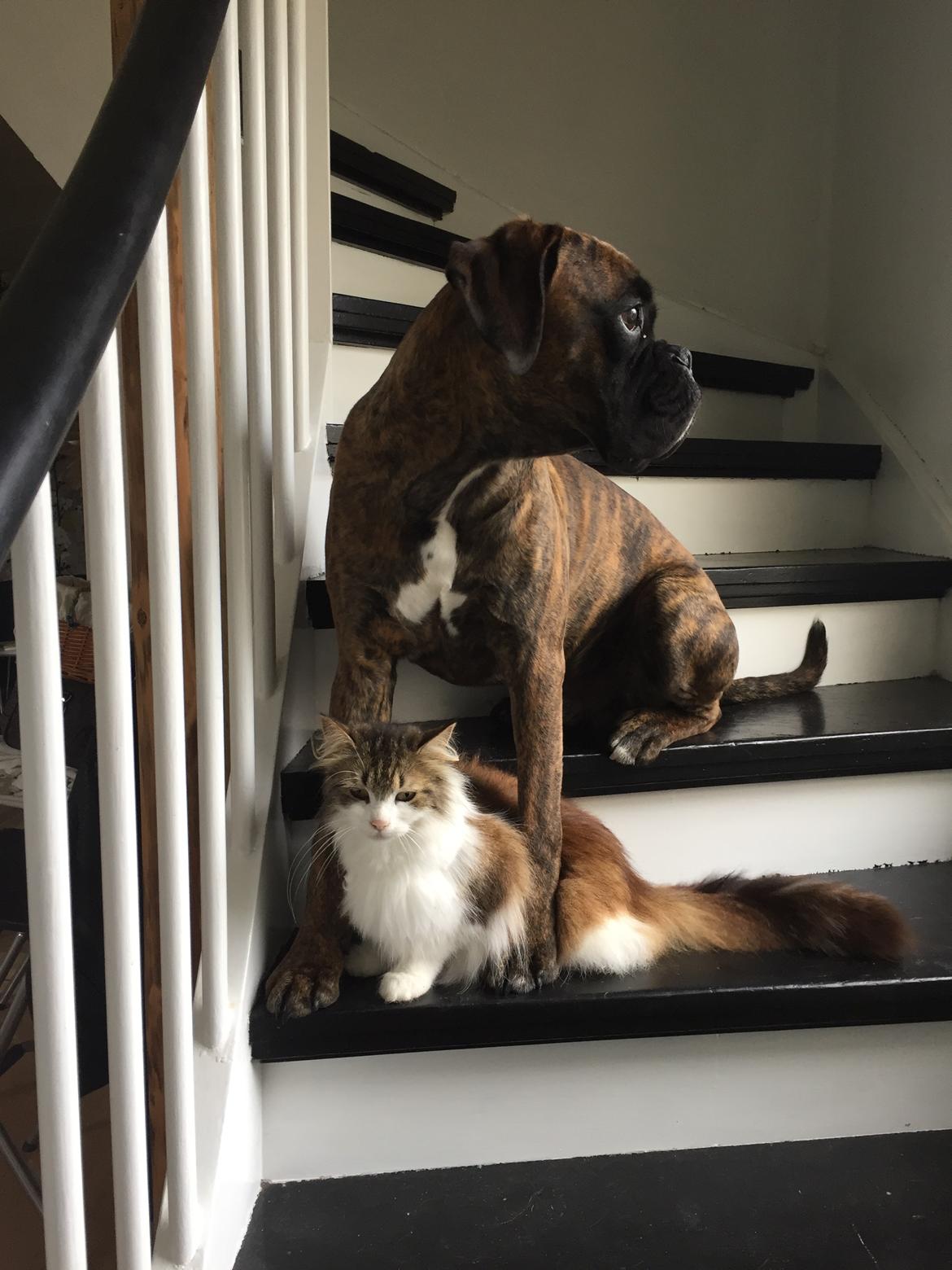 Boxer Kronjyden's Enzo billede 13